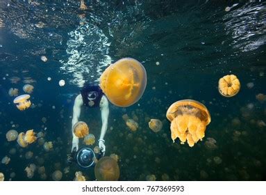 Underwater Photographer Snorkeling Jellyfish Lake Palau Stock Photo ...