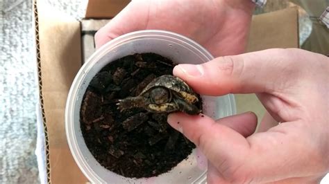 Unboxing 11 Western Hermanns Tortoises From Garden State Tortoise