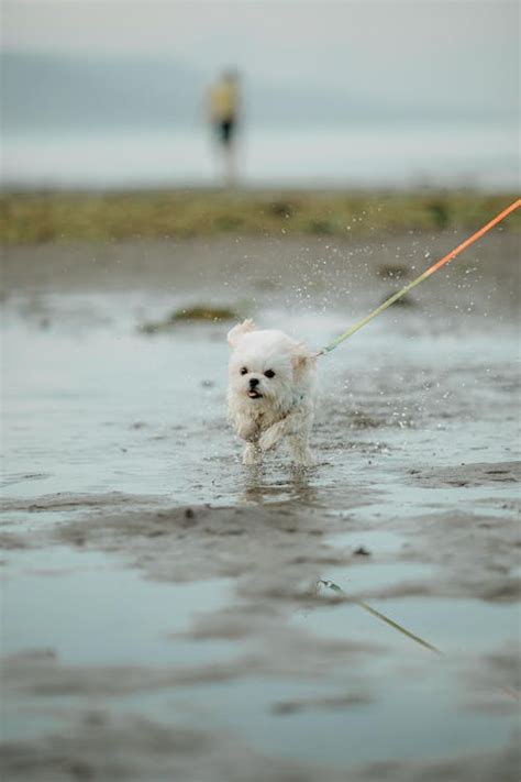 Photo Of A White Dog Running · Free Stock Photo