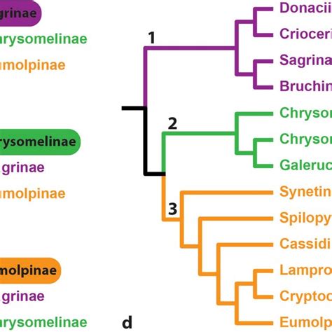 Phylogenetic Relationships Of The Three Main Lineages Of Chrysomelidae