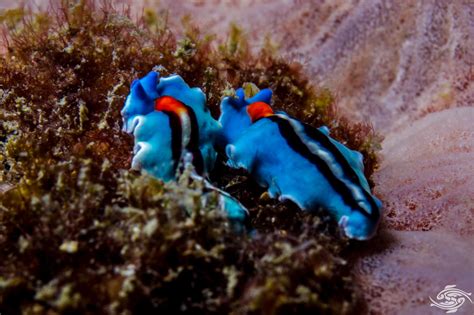 Marine Flatworms Facts Photographs And Video Seaunseen