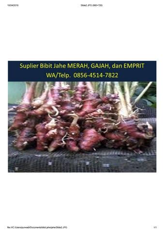 Penjual Bibit Jahe Merah Di Klaten Hub Afif Jaya Farm