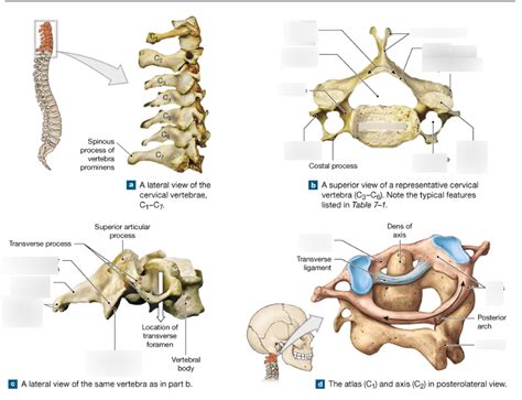 Cervical Vertebrae Diagram Quizlet