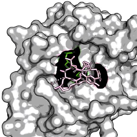 Crystal structure of porcine pancreatic elastase in complex with S (PDB ...