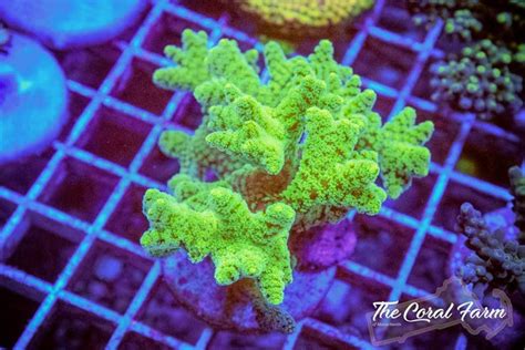 Green Birdsnest Coral Frags - Buy Online!