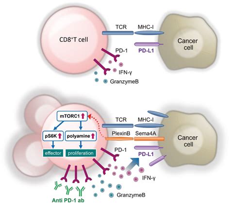 Semaphorin 4A Improves The Efficacy Of Anti PD 1 Antibody Kumanogoh G