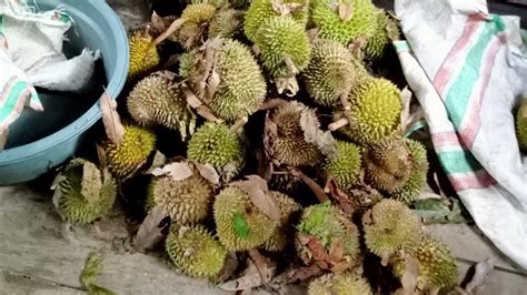 Tidur Di Hutan Mengumpulkan Duren Di Kebun Sodara Dengan Perlengkapan