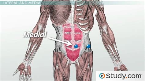 Lateral Vs Medial Anatomy