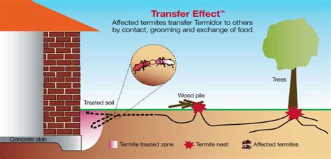 Treating Termite Tree Infestation · Clean And Green Pest Control Northern