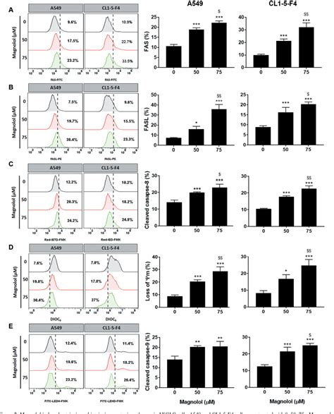 Figure From Magnolol Induces Apoptosis Through Extrinsic Intrinsic