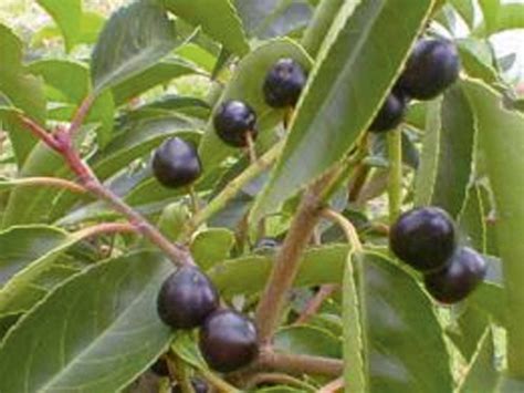 Prunus Lusitanica Angustifolia Laurier Du Portugal