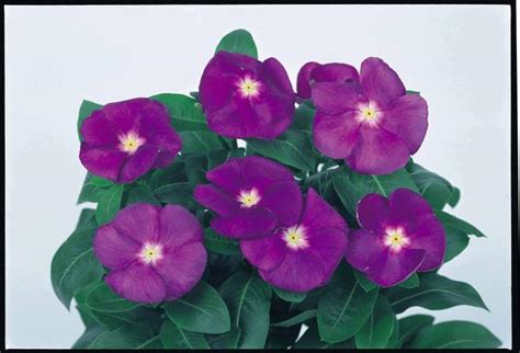 Vinca Catharanthus Roseus Victory Blue Lucas Greenhouses