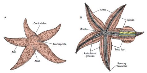 Starfish Anatomy Diagram