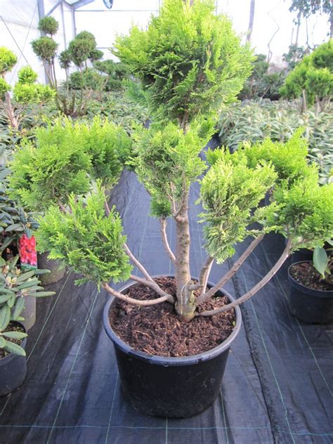 Chamaecyparis Lawsoniana Minima Aurea Formschnitt Bonsai Goldgelbe