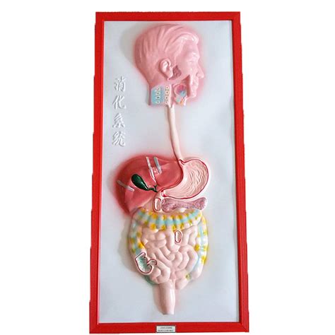 Buy FMOGE Model Of Human Digestive System Human Organ Anatomy Model