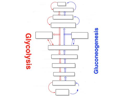 Gluconeogenesis And Glycolysis Quiz