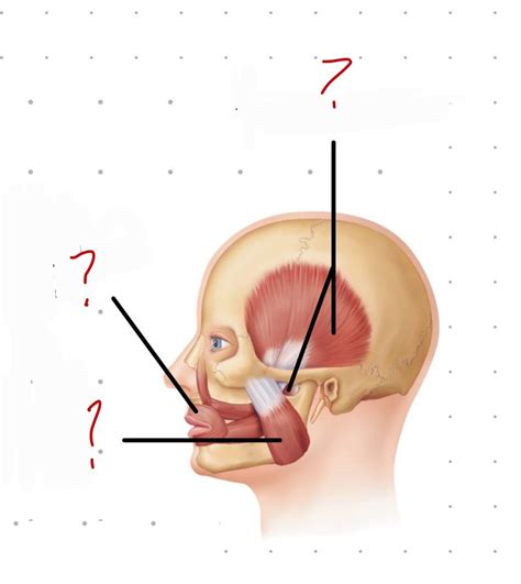 Head Muscles Pt 2 Diagram Quizlet