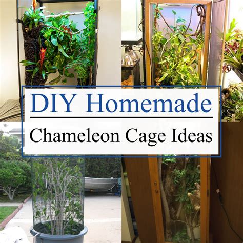 15 Diy Homemade Chameleon Cage Ideas Teb Diy