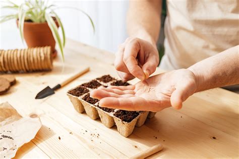 Foto De Homem Plantando Sementes De Tomate Para Mudas Em Casa As Mãos