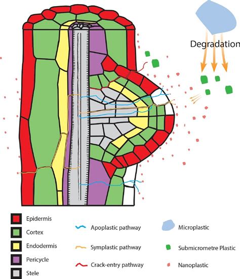 Nanoplastic Pathways In Plant Roots Nanoplastics Have Been Reported To Download Scientific