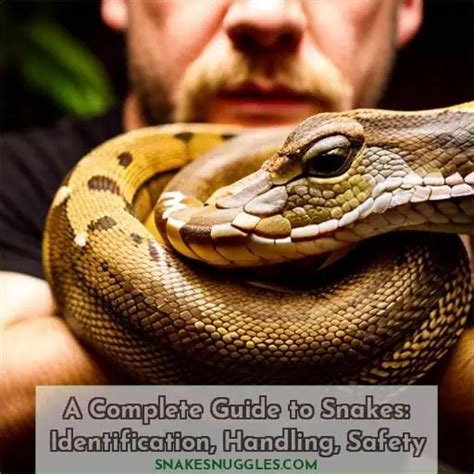 A Complete Guide To Snakes Identification Handling Safety