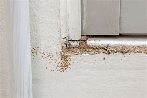 Steps On How To Control Termites In Your Home - Pest Control Singapore