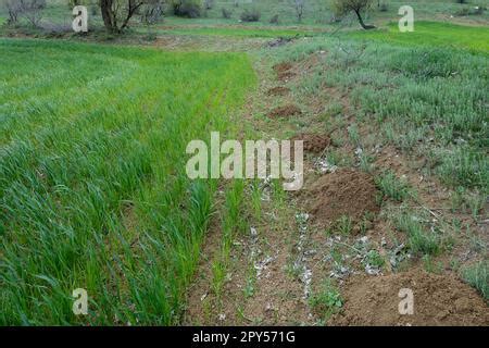 Heaps Of Earth Piled Up By The Mole Mole Nests And Clumps Of Earth