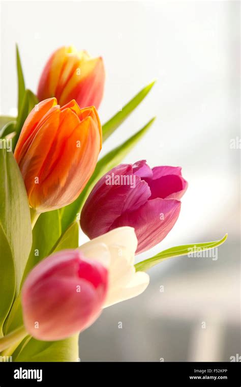 Spring, tulips, bouquet Stock Photo - Alamy