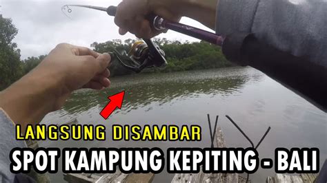 Mancing Di Kampung Kepiting Lagi Baru Lempar Umpan Langsung Direbut