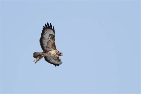 Darley Dale Wildlife: Buzzard nesting activity