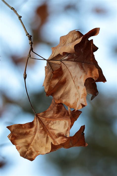 Blätter Herbst Licht Kostenloses Foto auf Pixabay Pixabay