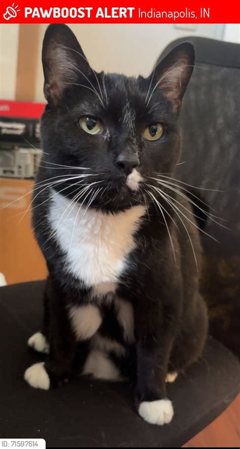 Indianapolis, Indiana - Lost Dogs, Cats & Pets - PawBoost