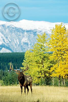 Fall Wildlife Photography Preview for Banff National Park - Canadian ...