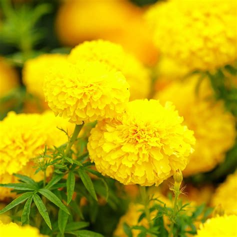 Bulk African Marigold Seeds Mary Helen Bulk Seed Store