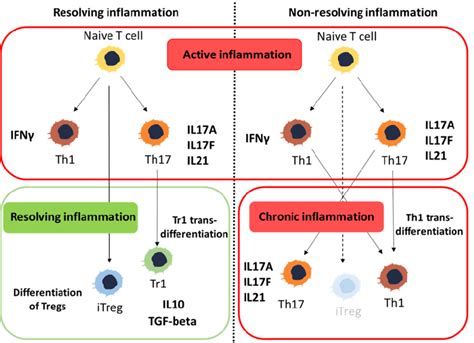 The Role Of Peripheral Induction Of Regulatory T Cells Tregs And