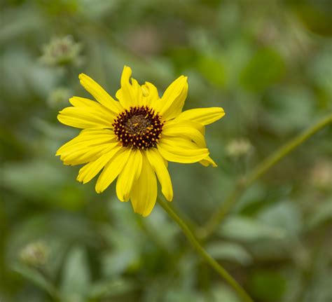Yellow Daisey Free Stock Photo - Public Domain Pictures
