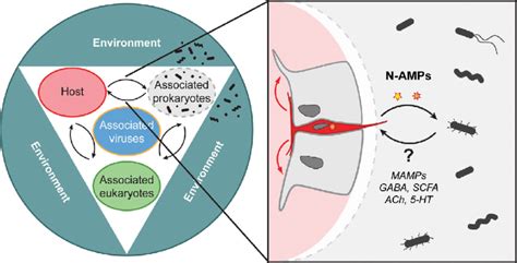 The Nervous System Plays A Central Role In The Host Microbiome