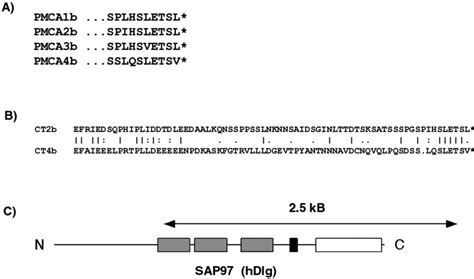 Alignment Of PMCA COOH Terminal Sequences And Scheme Of The SAP97 HDlg