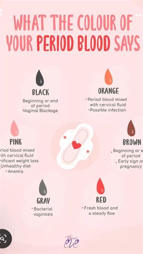 The stages of the menstrual cycle explained – Artofit