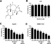 In Vitro Evaluation Of Anti Hepatoma Activity Of Brevilin A