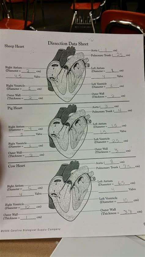 Heart Dissection A Level Biology Write Up