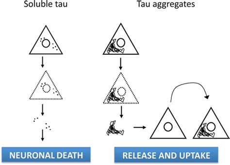 Cell To Sources Of Extracellular Tau And Cell Spreading The