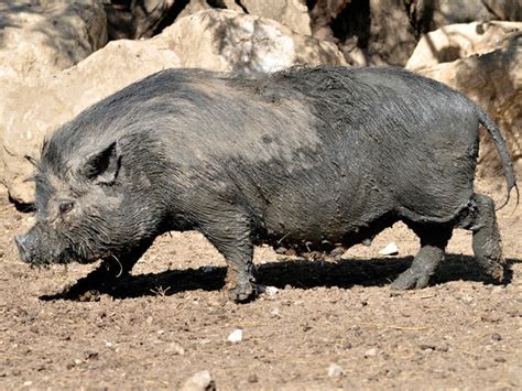 Vietnamese-Pot-Belly-Pig - Open Farm and Mini Zoo Ardmore Waterford