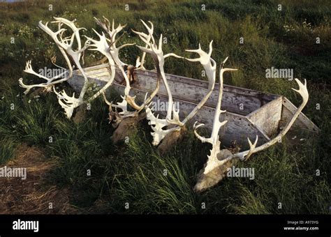 A group of caribou antlers from hunting expeditions, Tuktoyaktuk ...