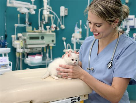Feline Leukemia in Cats - Pet Health MD