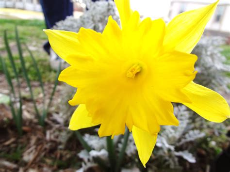 Yellow Pretty Flowers Yellow Plants Picture Beautiful Flowers