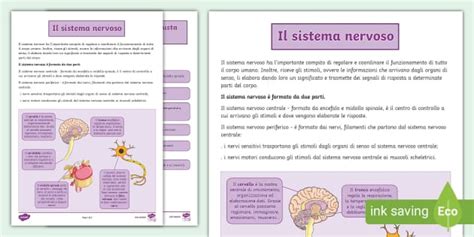 Il Sistema Nervoso Per Scuola Primaria L Enseignant A Fait