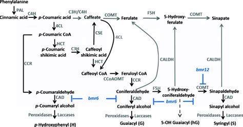 The Phenylpropanoid Biosynthesis Pathway The Phenylpropanoid Pathway Download Scientific