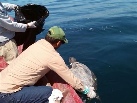 Hundreds Of Dead Sea Turtles Floating Near El Salvador No One Knows Why