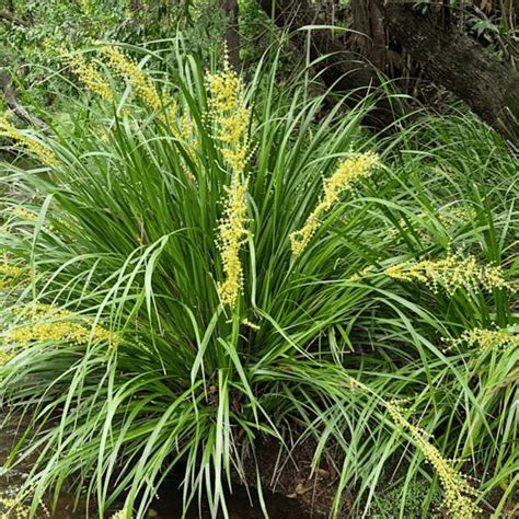 lomandra hystrix mat rush multiple sizes kingdom horticulture